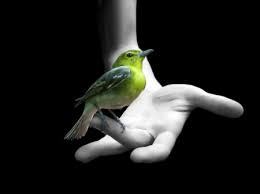 desapego pajaro